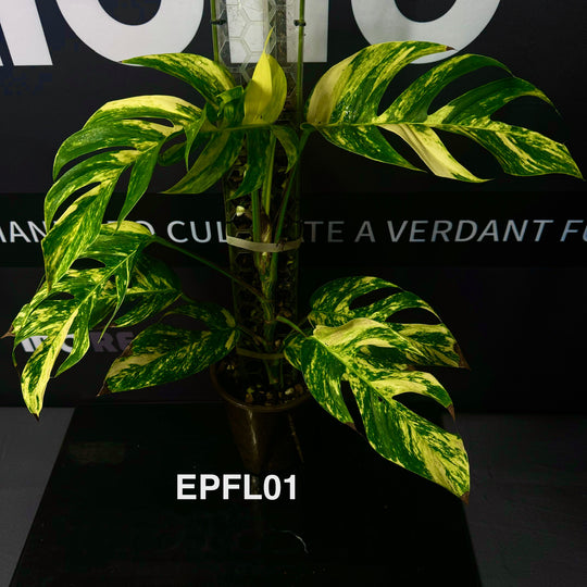 Epipremnum Pinnatum 【Flame】【火焰麒麟尾】[EPFL]