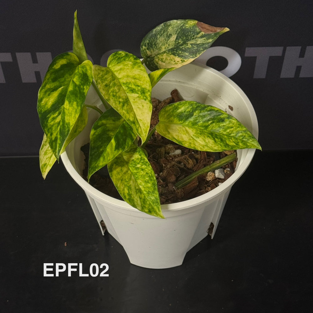 Epipremnum Pinnatum 【Flame】【火焰麒麟尾】[EPFL]