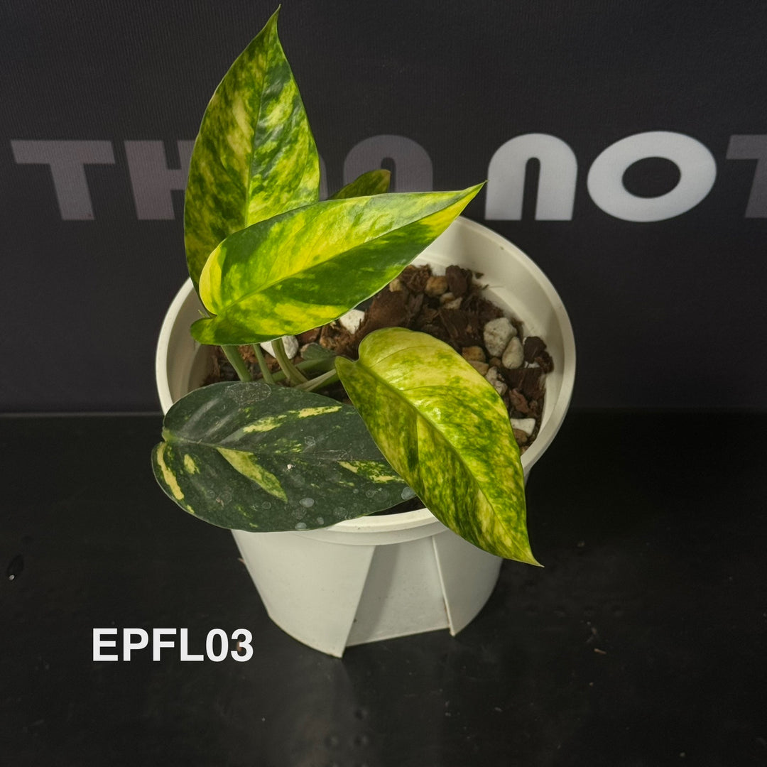 Epipremnum Pinnatum 【Flame】【火焰麒麟尾】[EPFL]