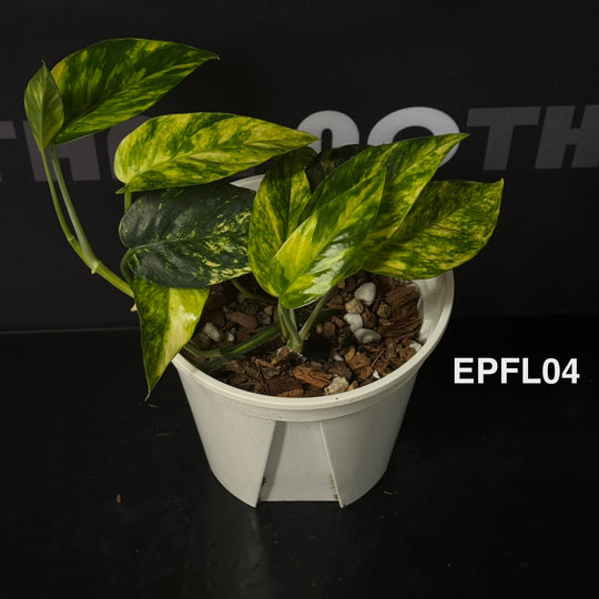 Epipremnum Pinnatum 【Flame】【火焰麒麟尾】[EPFL]