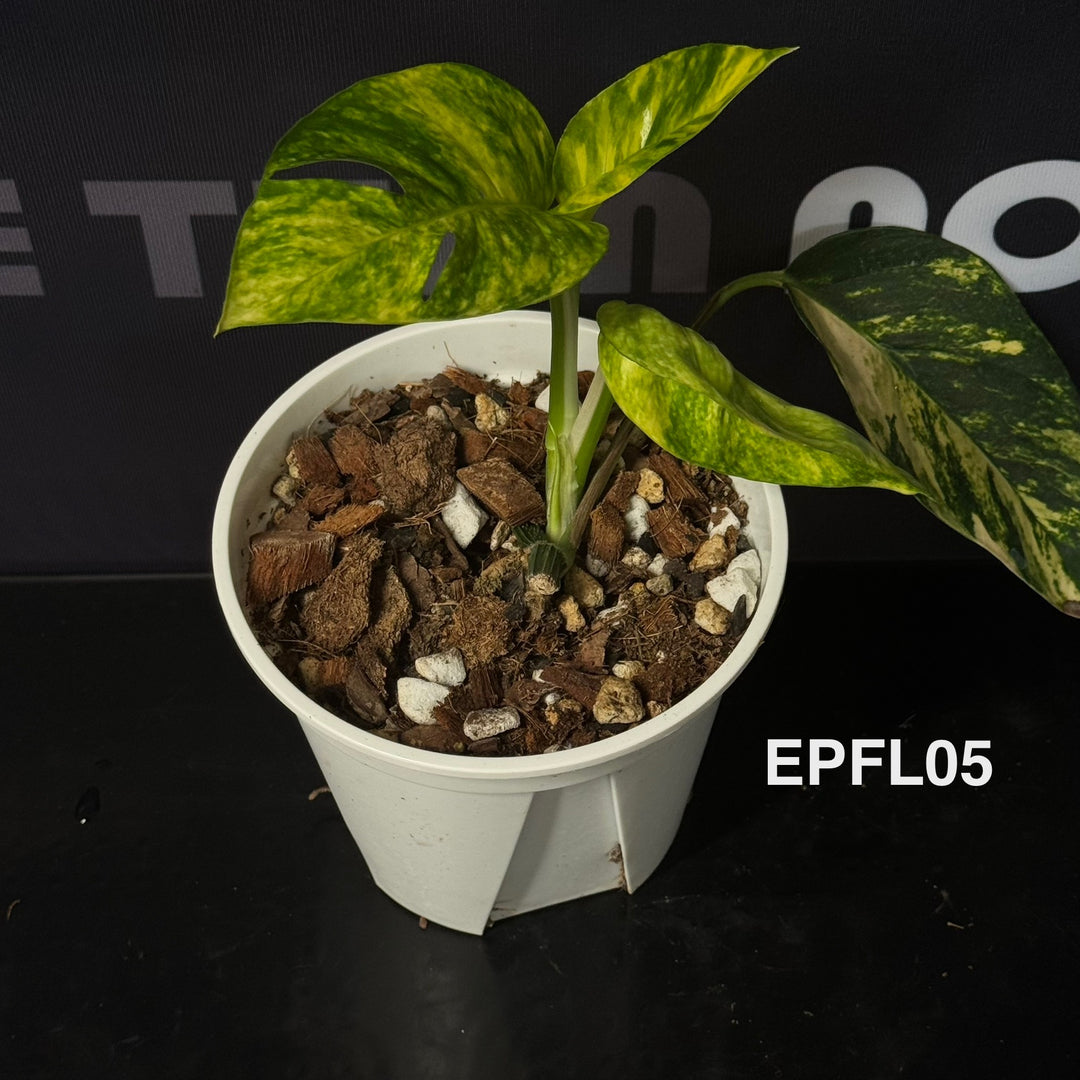 Epipremnum Pinnatum 【Flame】【火焰麒麟尾】[EPFL]