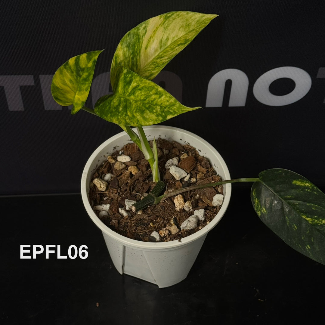 Epipremnum Pinnatum 【Flame】【火焰麒麟尾】[EPFL]