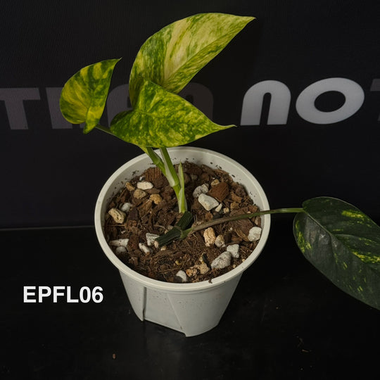 Epipremnum Pinnatum 【Flame】【火焰麒麟尾】[EPFL]