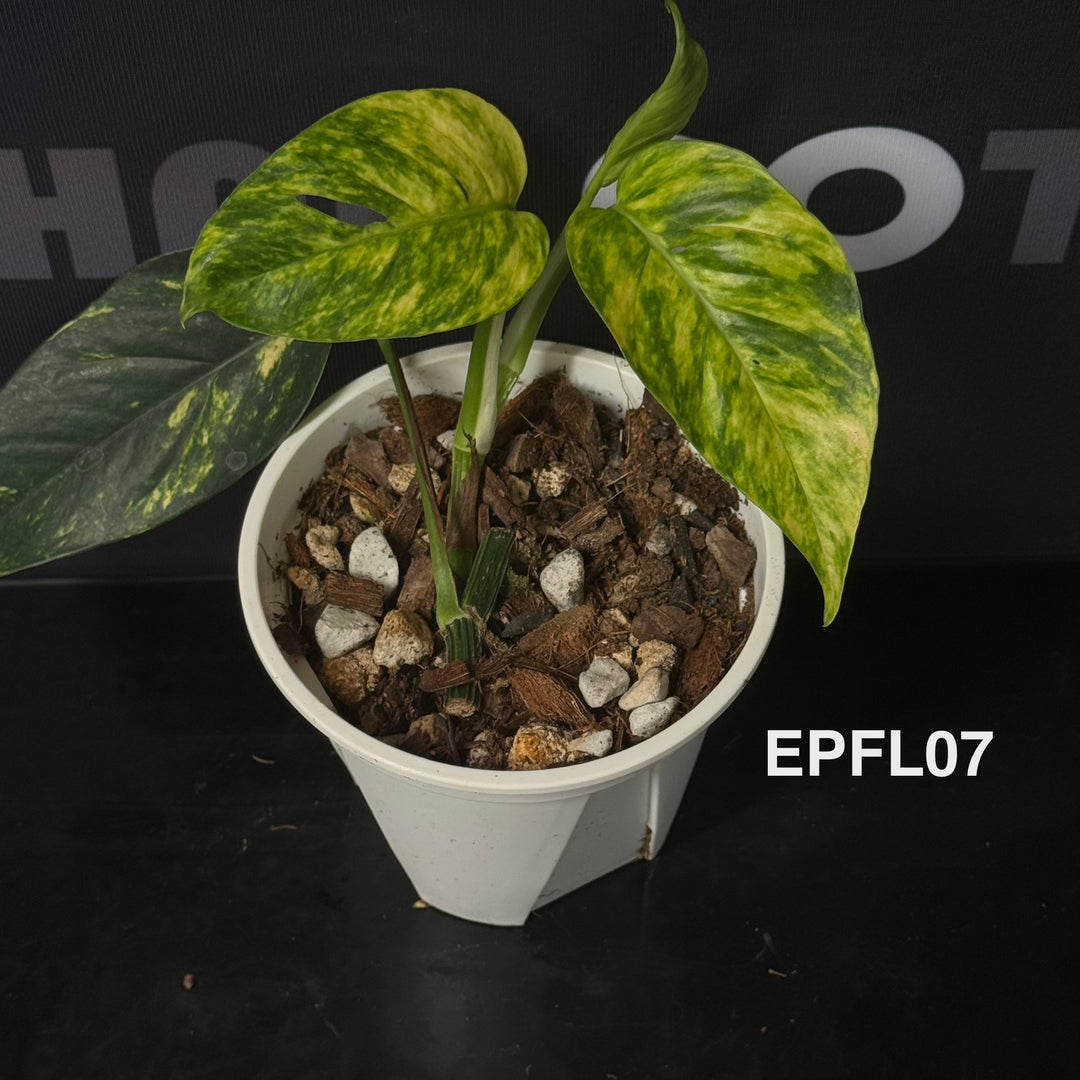 Epipremnum Pinnatum 【Flame】【火焰麒麟尾】[EPFL]