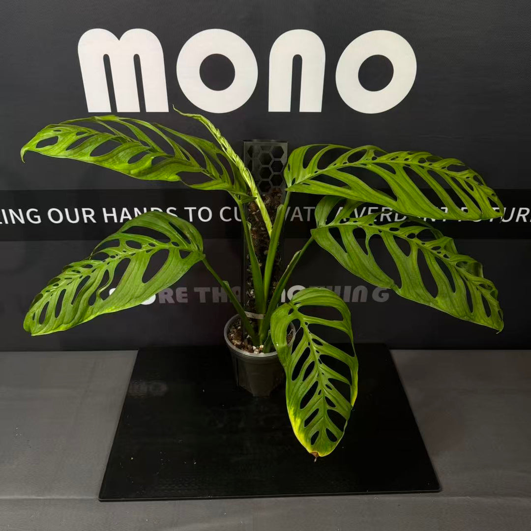 Monstera Esqueleto【Giant】【超级巨洞】[MEGIAN]