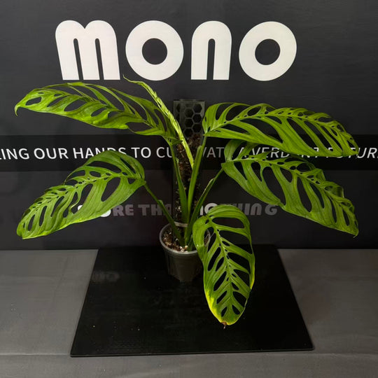 Monstera Esqueleto【Giant】【超级巨洞】[MEGIAN]
