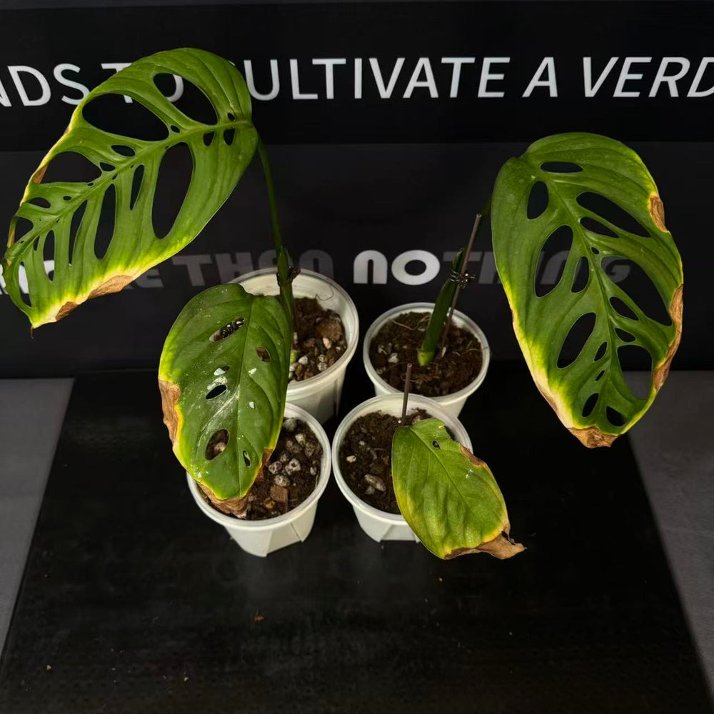 Monstera Esqueleto【Giant】【超级巨洞】[MEGIAN]