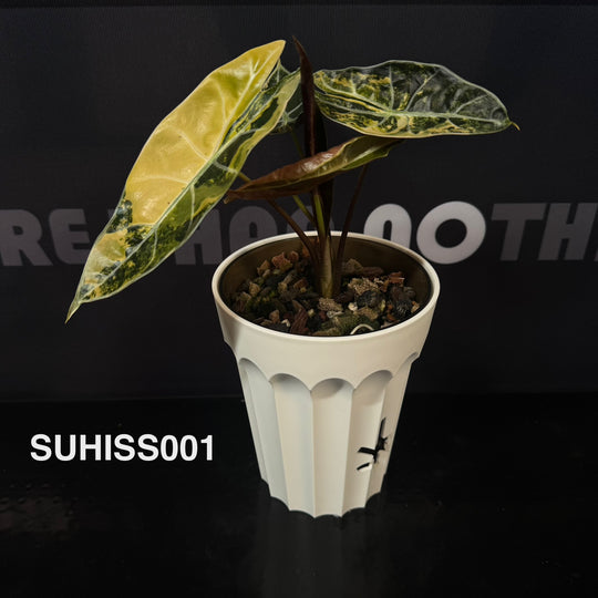 Alocasia【Suhirmaniana】Series【紫玉风铃系列】[SUHISS]
