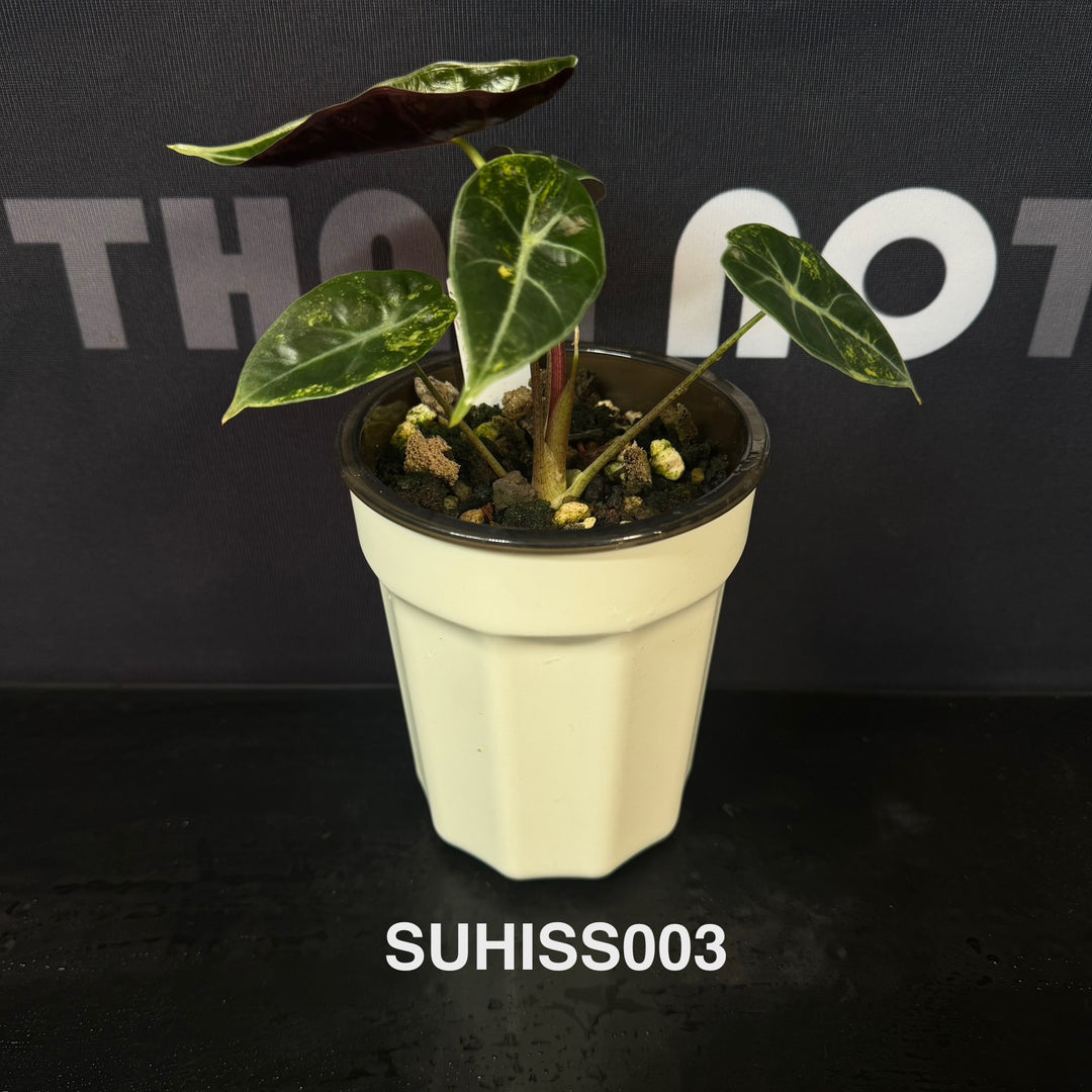 Alocasia【Suhirmaniana】Series【紫玉风铃系列】[SUHISS]