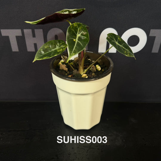 Alocasia【Suhirmaniana】Series【紫玉风铃系列】[SUHISS]