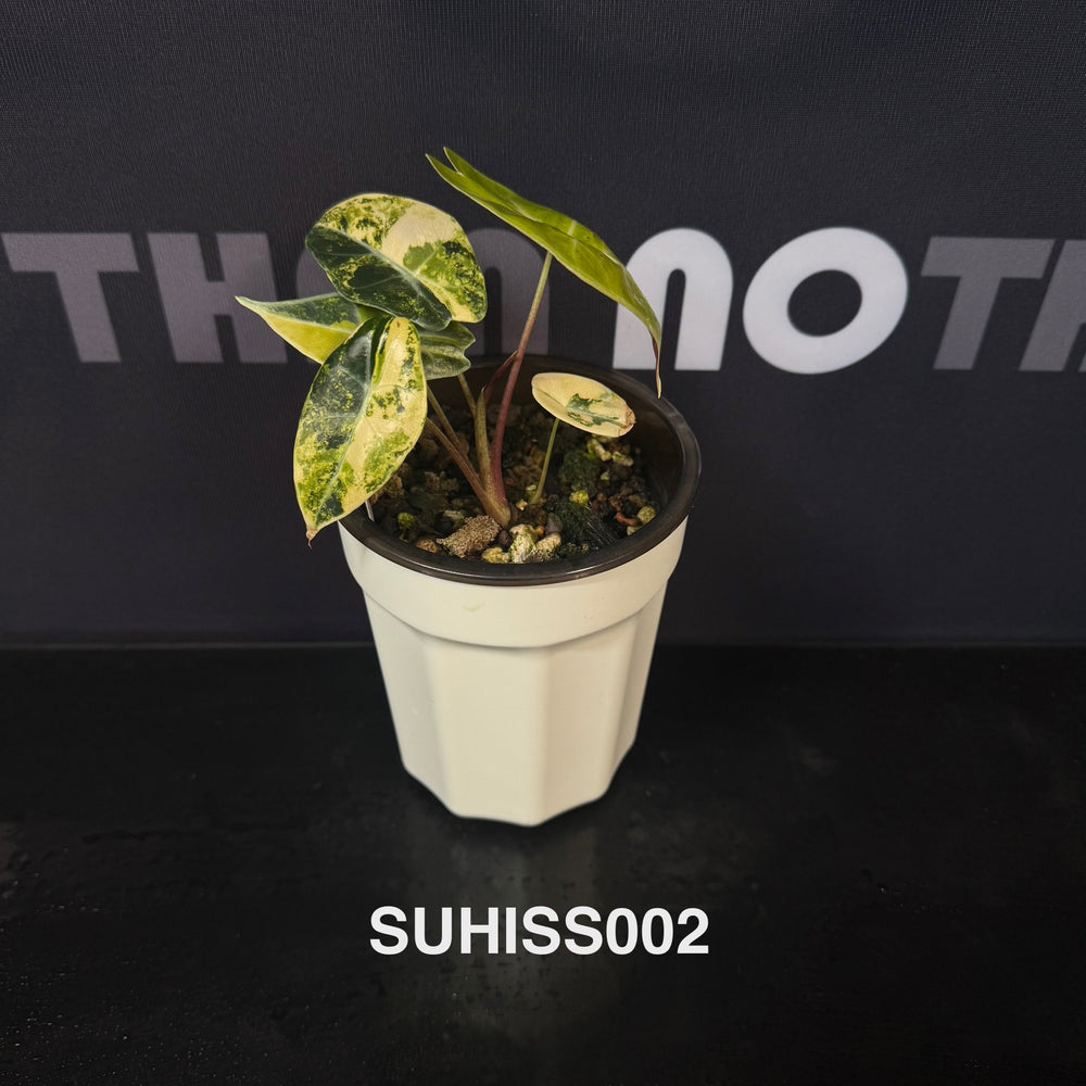Alocasia【Suhirmaniana】Series【紫玉风铃系列】[SUHISS]