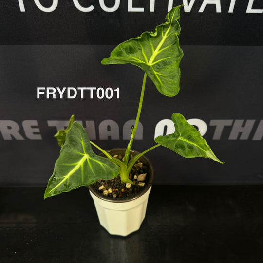 Alocasia Frydek【Tattoo】【纹身·绿天鹅】[FRYDTT]