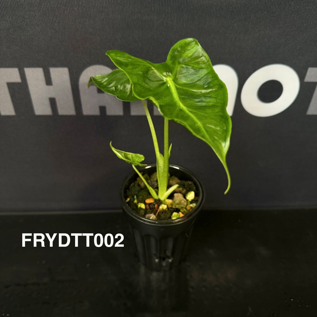Alocasia Frydek【Tattoo】【纹身·绿天鹅】[FRYDTT]