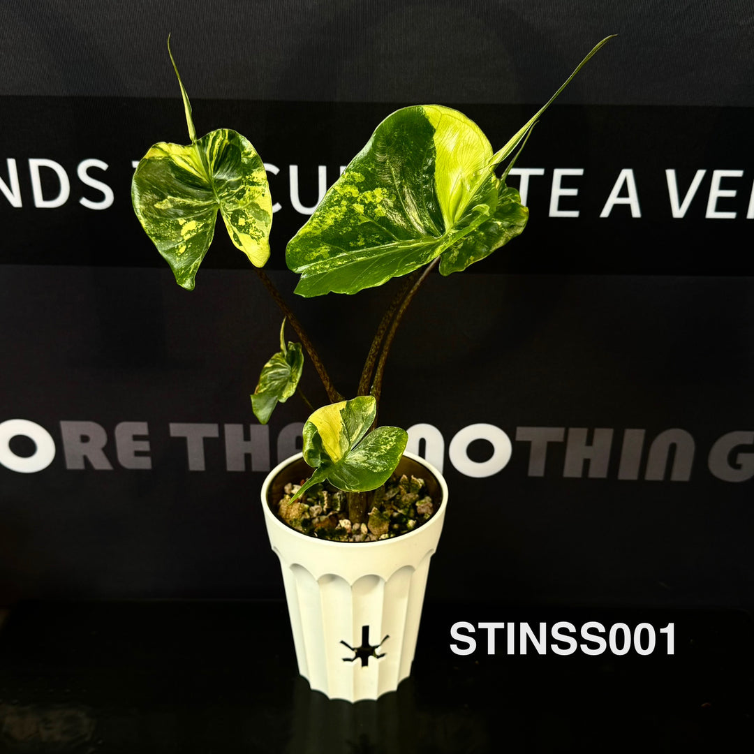 Alocasia 【Stingray】Series【黄貂鱼系列】[STINSS]