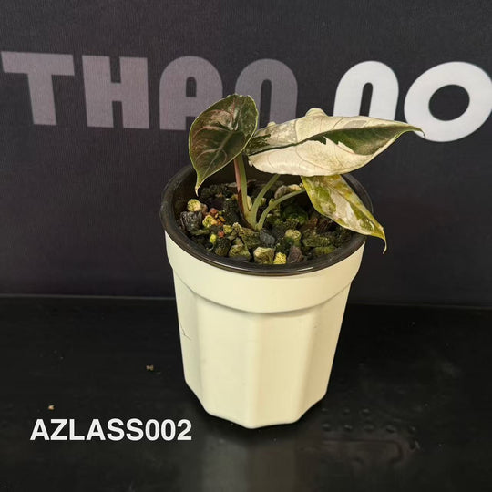 Alocasia 【Azlanii】Series【阿兹兰系列】[AZLASS]