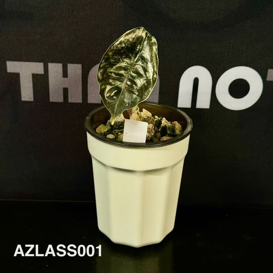 Alocasia 【Azlanii】Series【阿兹兰系列】[AZLASS]