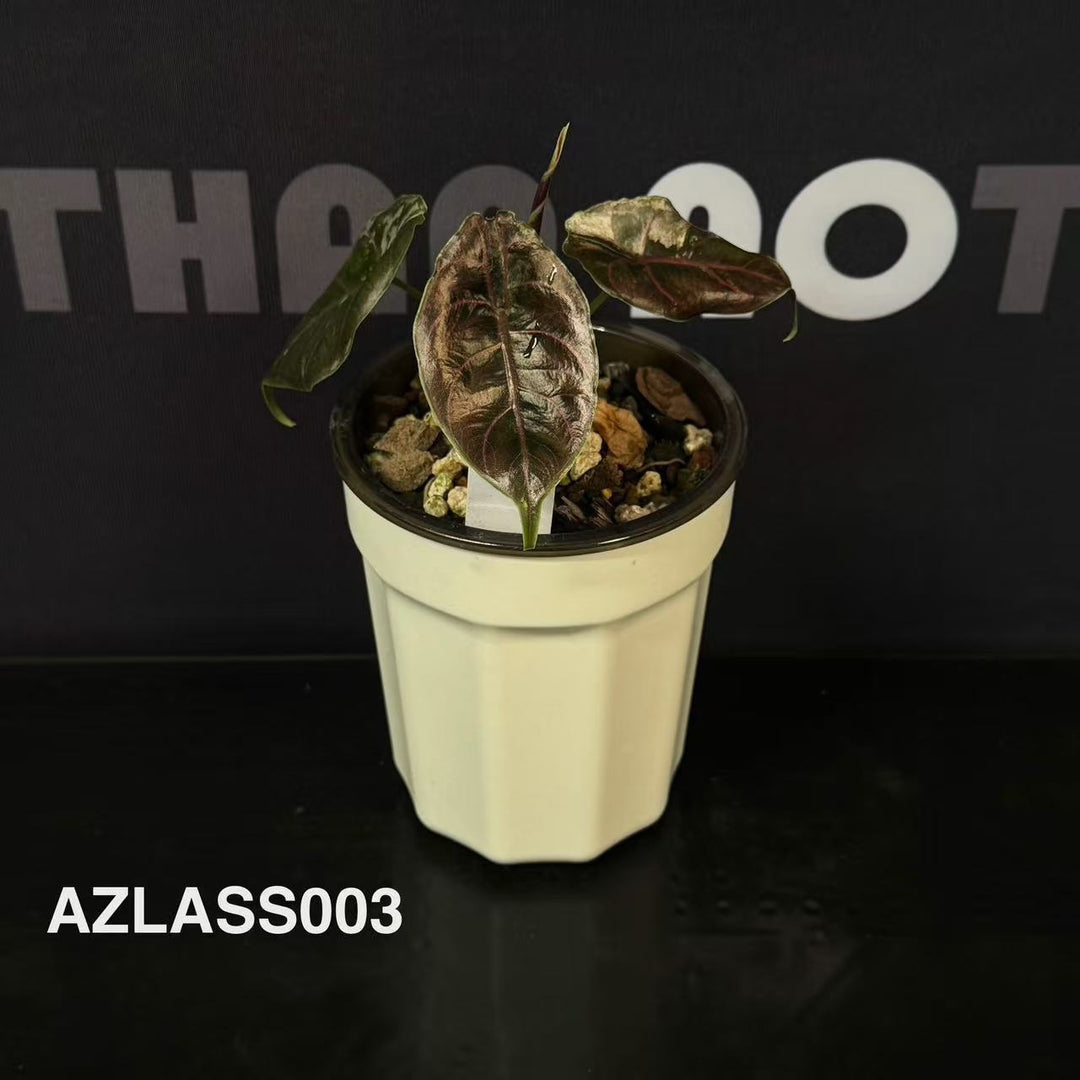 Alocasia 【Azlanii】Series【阿兹兰系列】[AZLASS]