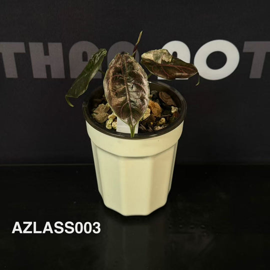 Alocasia 【Azlanii】Series【阿兹兰系列】[AZLASS]