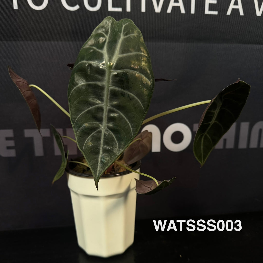 Alocasia【Watsoniana】Series【沃森系列】[WATSSS]