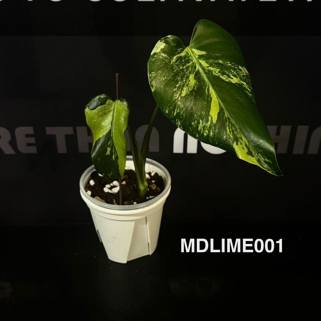 Monstera Deliciosa 【Lime】【莱姆】[MDLIME]