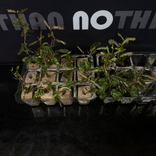 Phyllanthus Sp.【粉锦叶下珠】[PHSP]