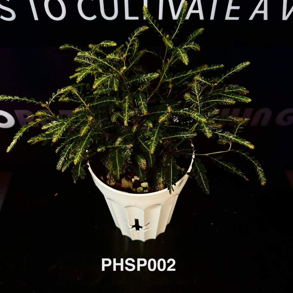Phyllanthus Sp.【粉锦叶下珠】[PHSP]
