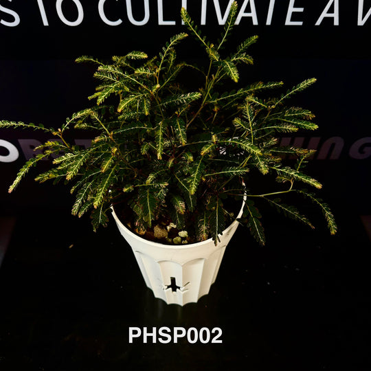 Phyllanthus Sp.【粉锦叶下珠】[PHSP]