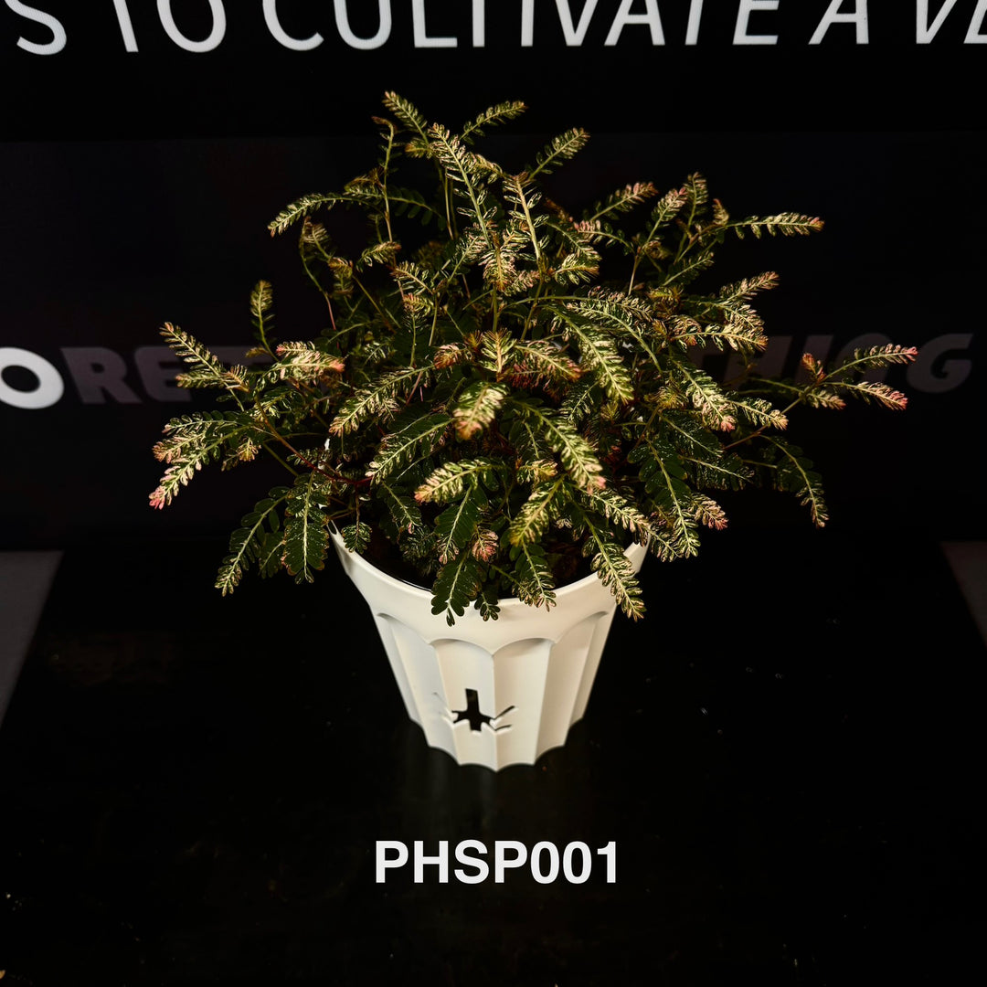 Phyllanthus Sp.【粉锦叶下珠】[PHSP]