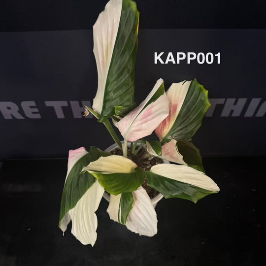 Kaempferia Pulchra Variegated【孔雀姜系列】[KAPP]