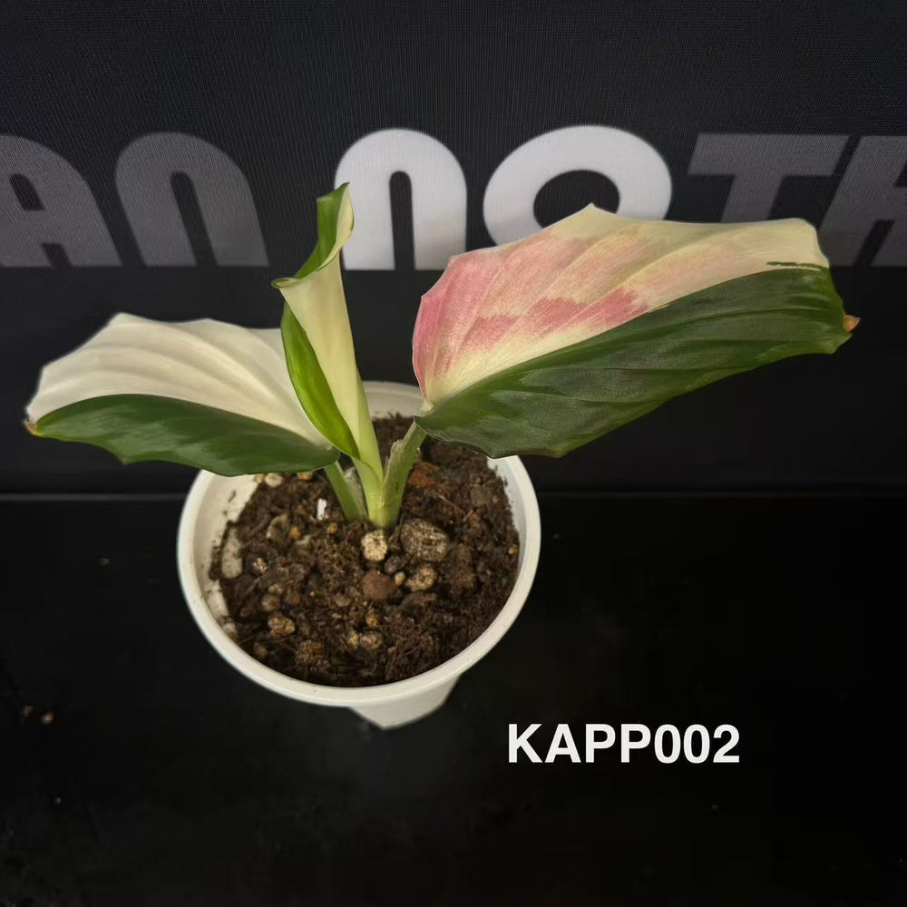 Kaempferia Pulchra Variegated【孔雀姜系列】[KAPP]