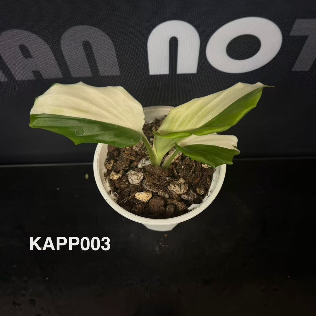 Kaempferia Pulchra Variegated【孔雀姜系列】[KAPP]