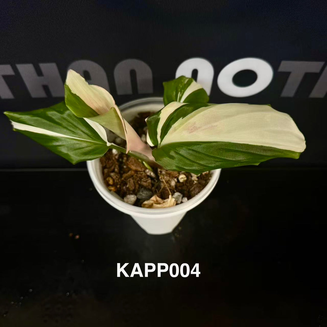 Kaempferia Pulchra Variegated【孔雀姜系列】[KAPP]