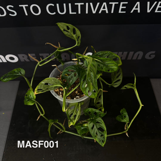 Monstera Adansonii Series【仙洞龟背竹系列】[MA]