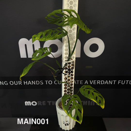 Monstera Adansonii Series【仙洞龟背竹系列】[MA]