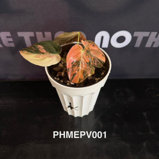 Philodendron Melanochrysum 'Pink'【粉锦黑金蔓绿绒】[PHMEPV]