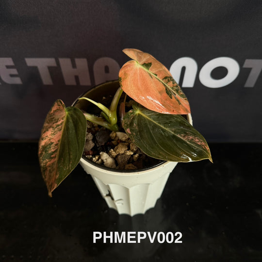 Philodendron Melanochrysum 'Pink'【粉锦黑金蔓绿绒】[PHMEPV]