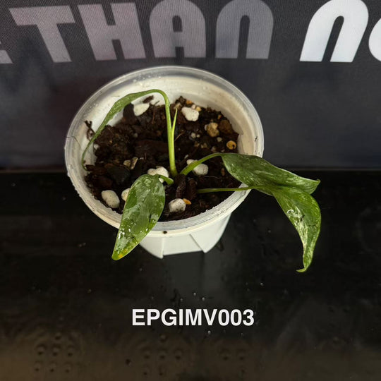 Epipremnum 【Giganteum】Marble Variegated【斑叶羽毛锦】[EPGIMV]