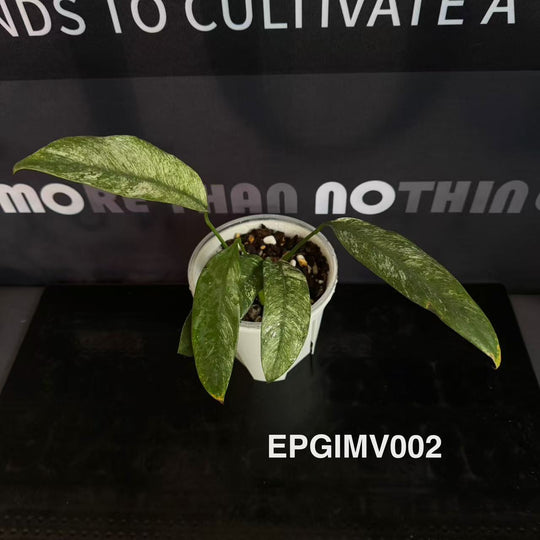 Epipremnum 【Giganteum】Marble Variegated【斑叶羽毛锦】[EPGIMV]