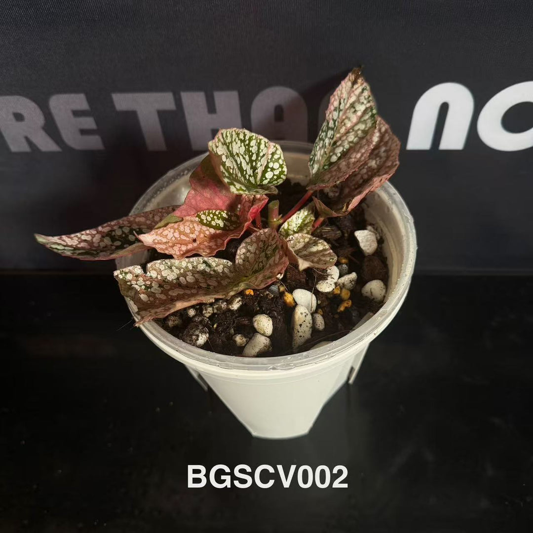 Begonia 'Snow Capped' Variegated【粉锦富士山】[BGSCV]