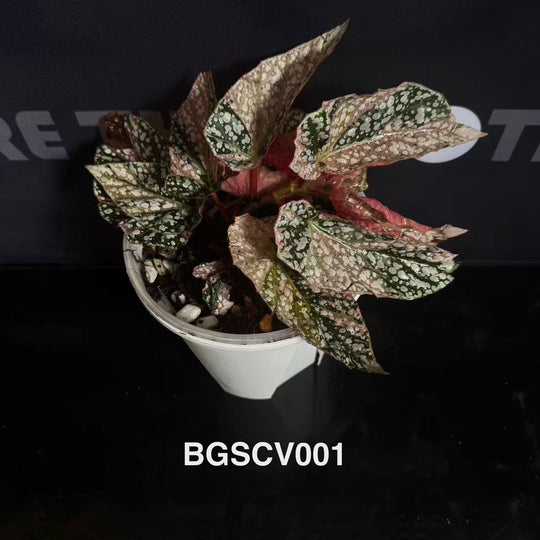 Begonia 'Snow Capped' Variegated【粉锦富士山】[BGSCV]