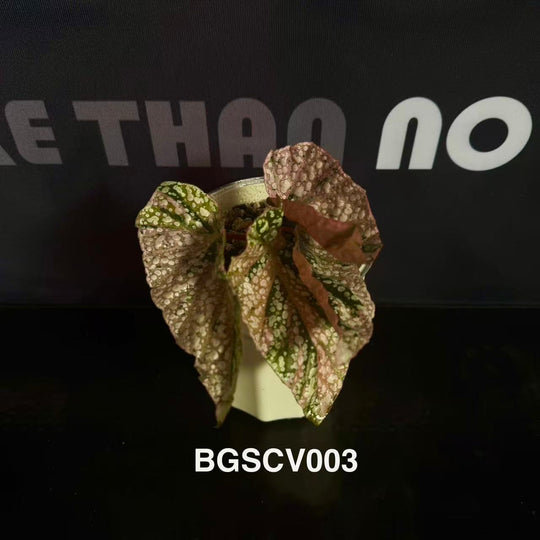 Begonia 'Snow Capped' Variegated【粉锦富士山】[BGSCV]