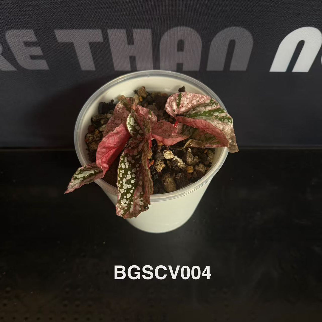 Begonia 'Snow Capped' Variegated【粉锦富士山】[BGSCV]
