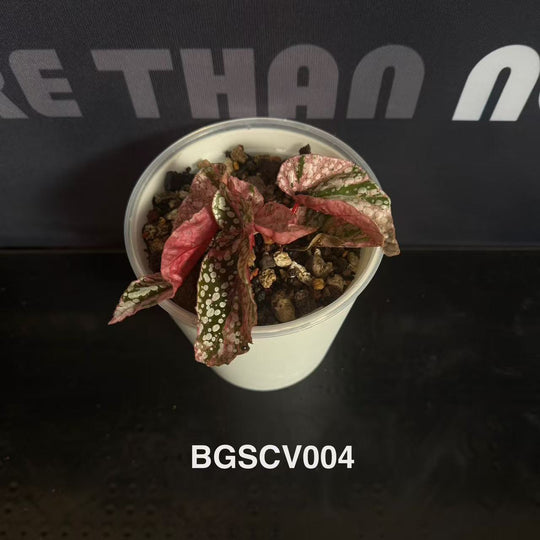 Begonia 'Snow Capped' Variegated【粉锦富士山】[BGSCV]