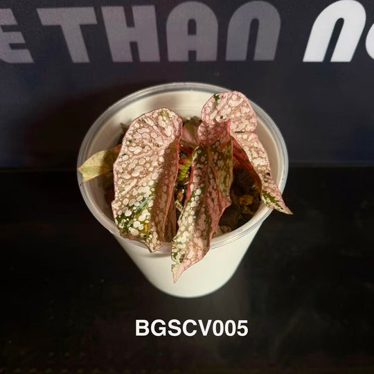 Begonia 'Snow Capped' Variegated【粉锦富士山】[BGSCV]