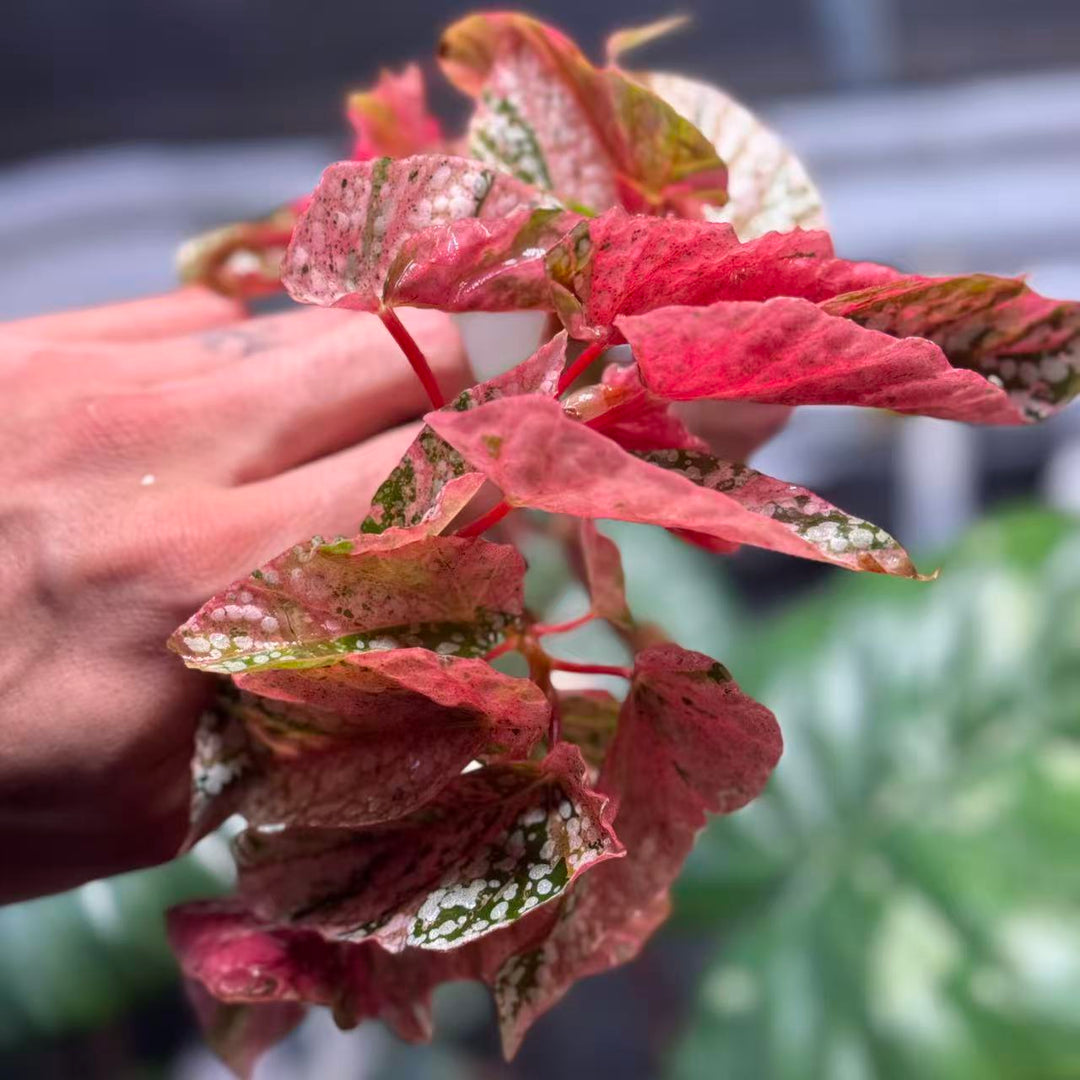 Begonia 'Snow Capped' Variegated【粉锦富士山】[BGSCV]