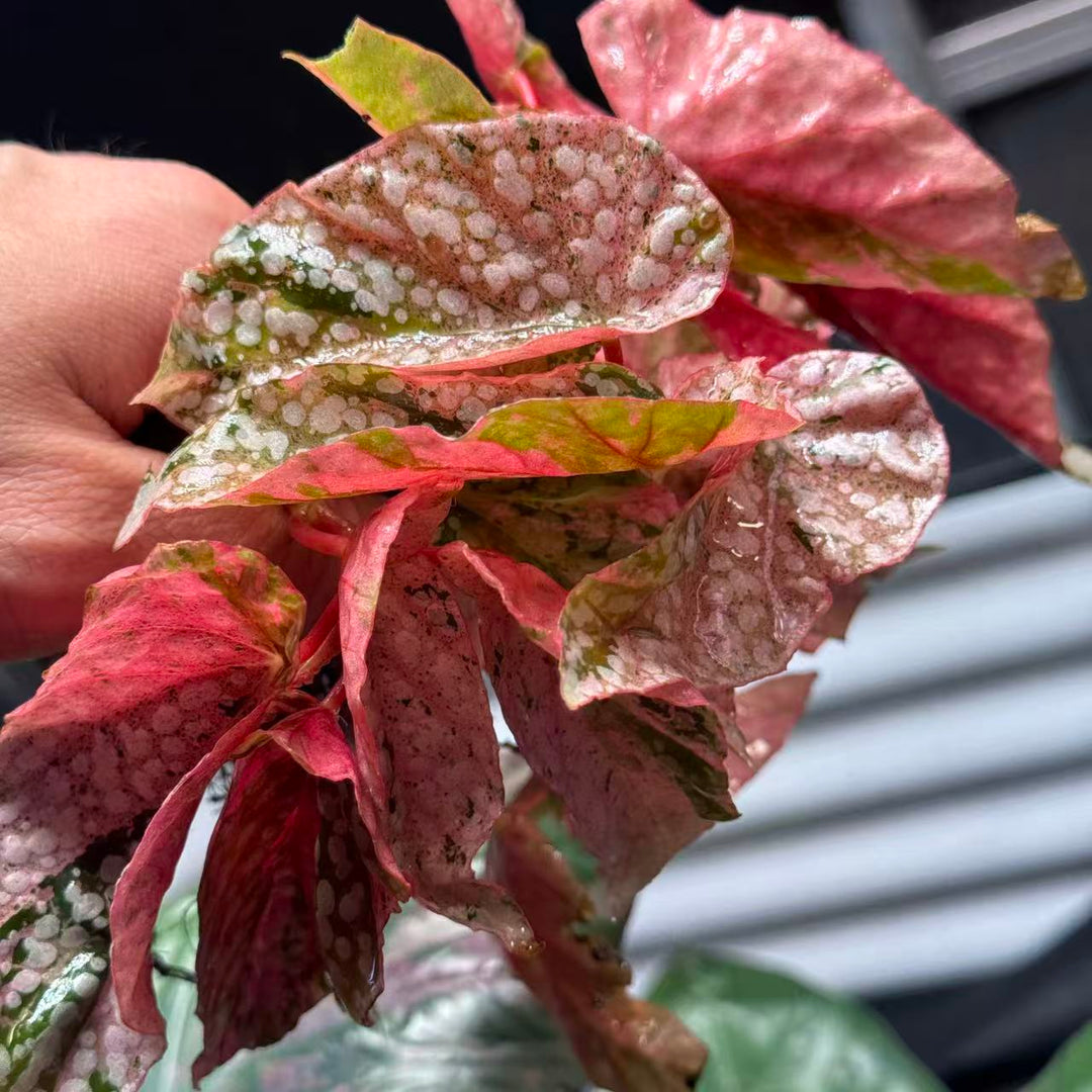 Begonia 'Snow Capped' Variegated【粉锦富士山】[BGSCV]