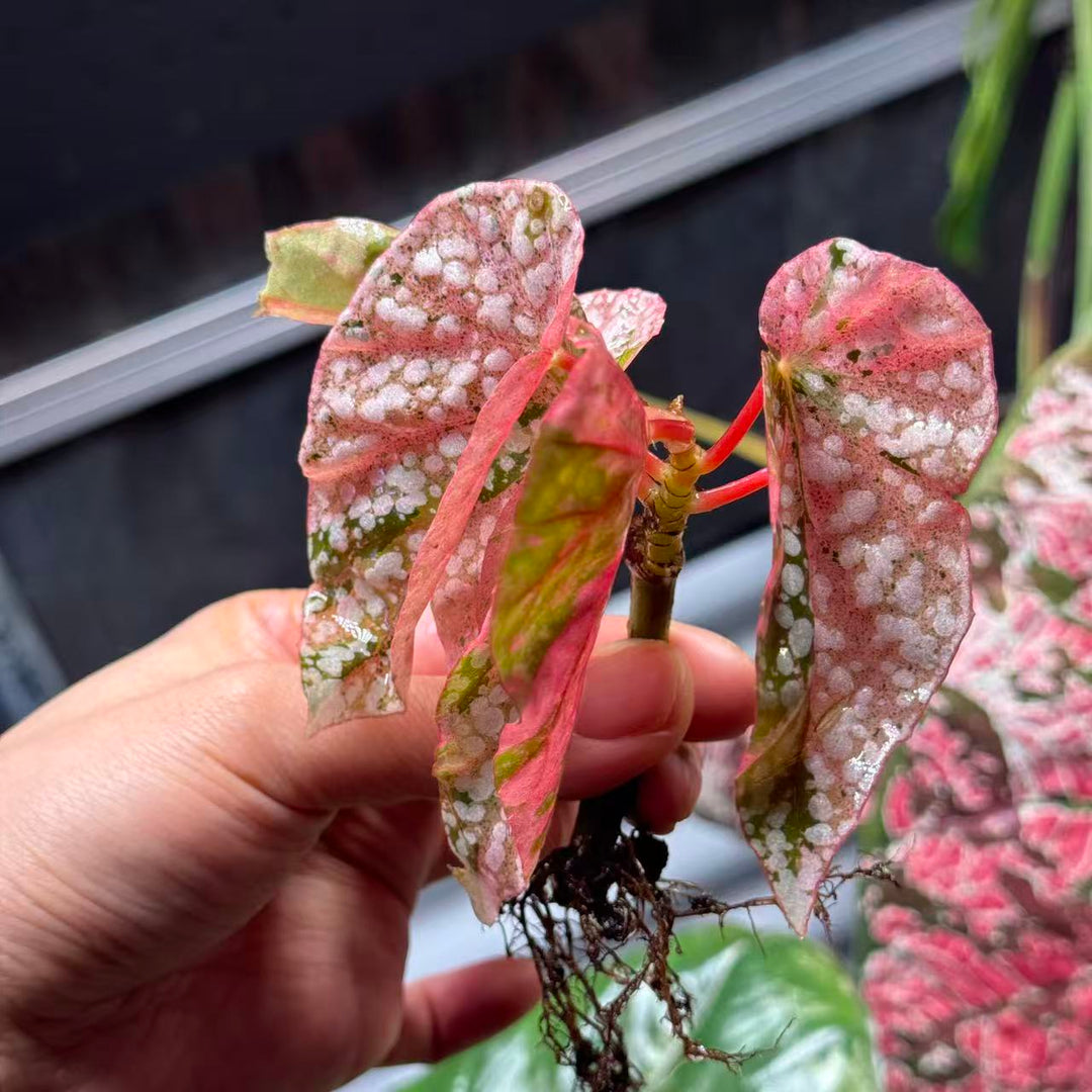 Begonia 'Snow Capped' Variegated【粉锦富士山】[BGSCV]