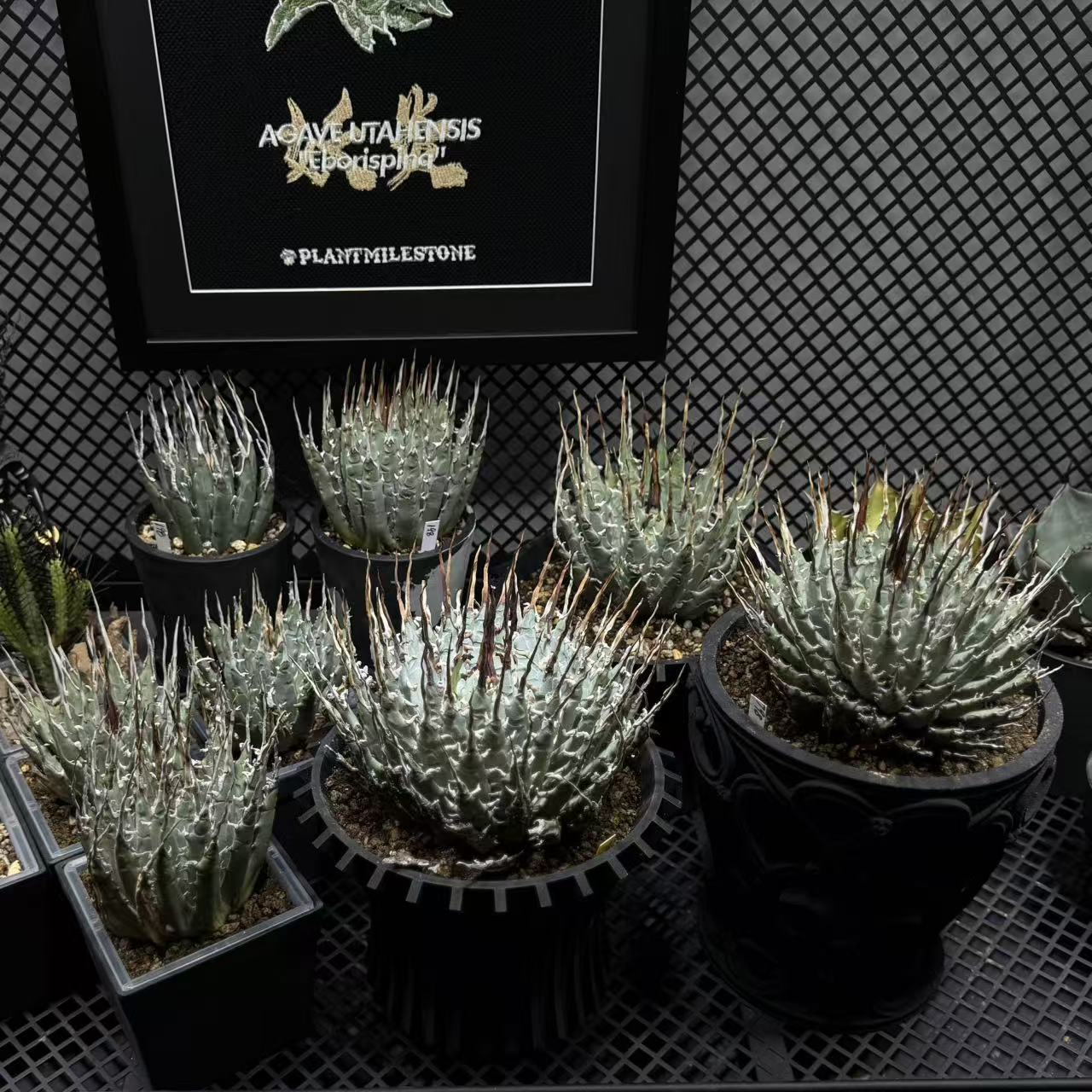 p*s様 アガベutahensis var.eborispina陽炎 超ロングト Agave Utahensis var. Eborispina【曲刺妖炎】[UTEB] – MONO Plant House