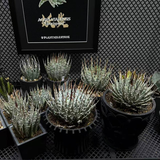 Agave Utahensis var. Eborispina【曲刺妖炎】[UTEB]