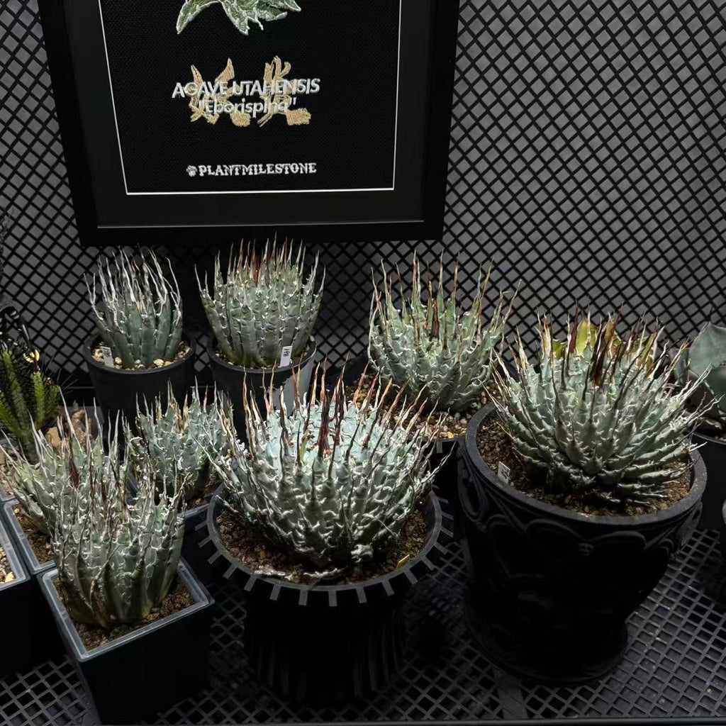Agave Utahensis var. Eborispina【曲刺妖炎】[UTEB] – MONO Plant House